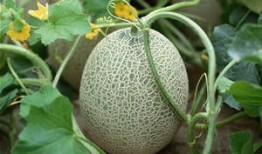 粗暴吃哈密瓜视频免费观看,粗暴吃哈密瓜视频，趣味横生瞬间来袭！