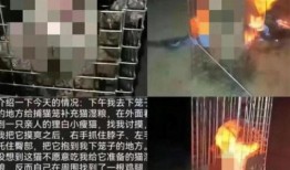 南阳理工爆料事件真相视频,揭秘真相背后的真相