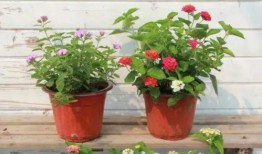 老斗最新爆料新闻视频,最新爆料新闻视频深度解析