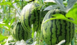 17ccc吃瓜爆料-免费吃瓜,17ccc吃瓜爆料，免费吃瓜盛宴来袭！