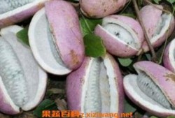 恩施网红吃瓜,揭秘背后真相与网络舆论风暴