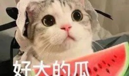 网红吃瓜网址小鱼,网红吃瓜达人小鱼带你揭秘娱乐圈最新热点