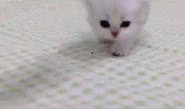 猫萌最新爆料,最新爆料带你走进神秘猫界