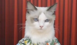 猫萌最新爆料,最新爆料带你走进神秘猫界