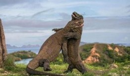 印度巨蜥爆料新闻最新,揭秘神秘生物栖息地之谜