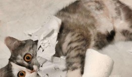 猫萌最新爆料,最新爆料带你走进神秘猫界