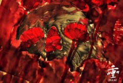二虎爆料血莲花视频大全,血莲花视频大全背后的惊人真相