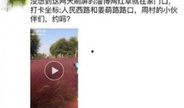 淄博网红爆料最新消息,揭秘城市新热点与幕后故事